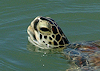 (June 14, 2008) TGSA - MDC Longboard Pro-Am - Packery Channel - Birds and Turtles